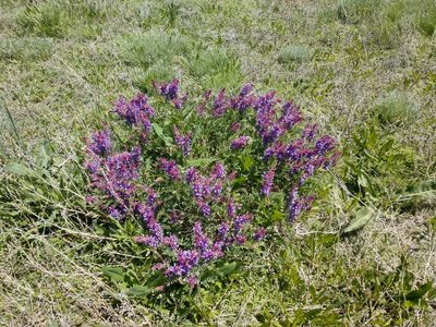 Astragalus bisulcatus, photographed by Eric Watts