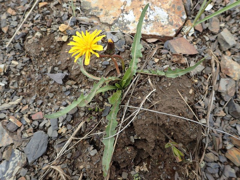 Taraxacum alaskanum, photographed by Allan Harris