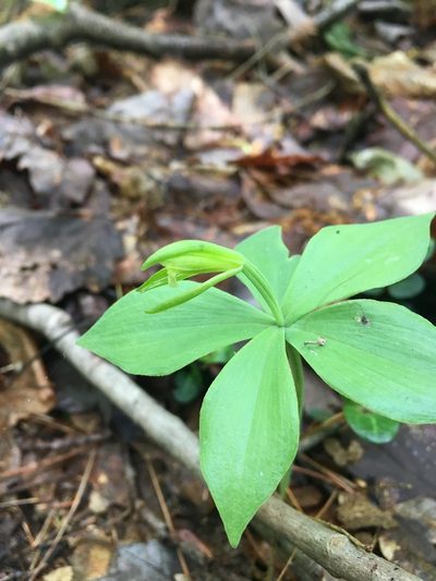 Isotria medeoloides, photographed by Bonnie Isaac