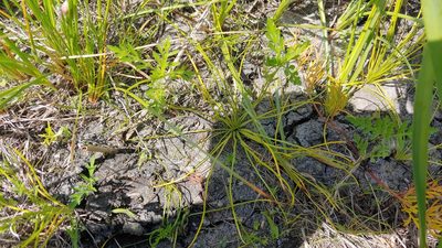 Isoetes butleri, photographed by Ryan Sorrells