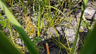 Isoetes butleri, photographed by Ryan Sorrells