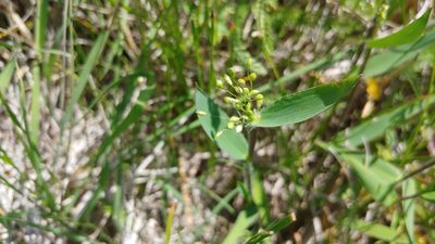 Dichanthelium scribnerianum, photographed by Ryan Sorrells