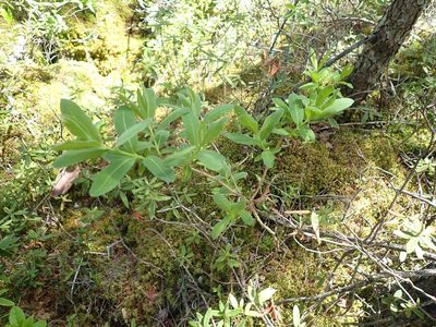 Lonicera villosa, photographed by Mary Krieger
