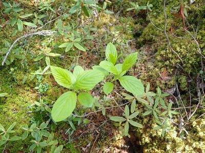 Rhamnus alnifolia, photographed by Mary Krieger