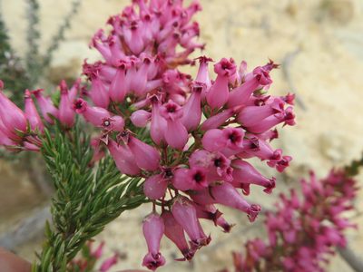 Erica ventricosa, photographed by linkie