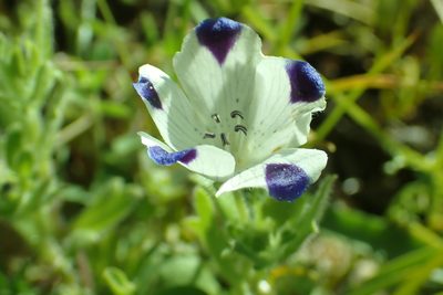 Nemophila maculata, photographed by Steve Woodward