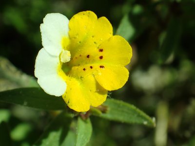 Erythranthe bicolor, photographed by Steve Woodward