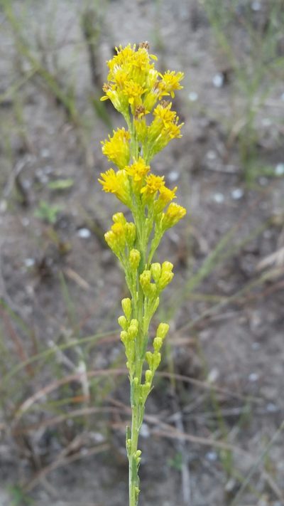 Solidago chrysopsis, photographed by Jay Horn