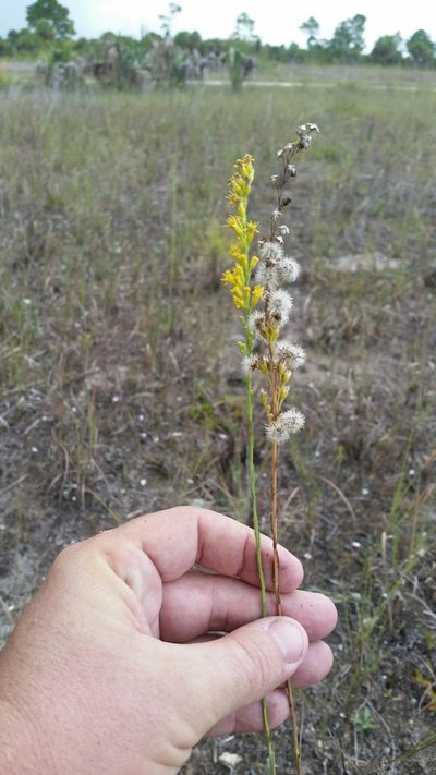 Solidago chrysopsis, photographed by Jay Horn