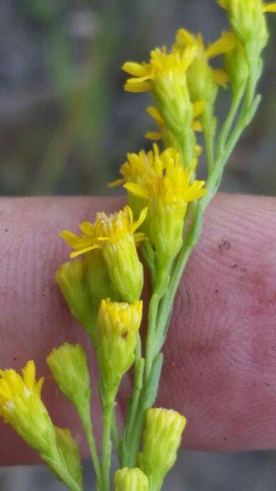 Solidago chrysopsis, photographed by Jay Horn