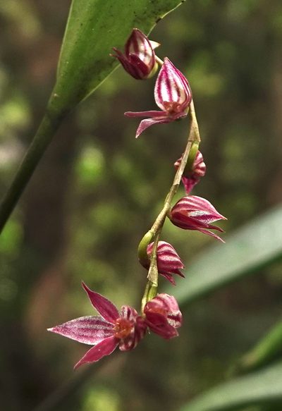 Pleurothallis lindenii, photographed by desertnaturalist