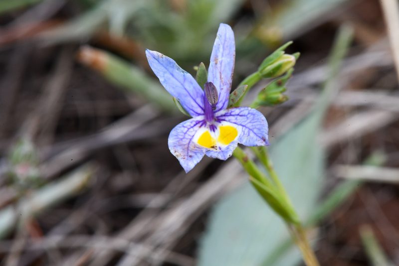Downingia bacigalupii, photographed by Trevor Van Loon