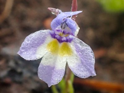 Downingia bicornuta, photographed by Trevor Van Loon