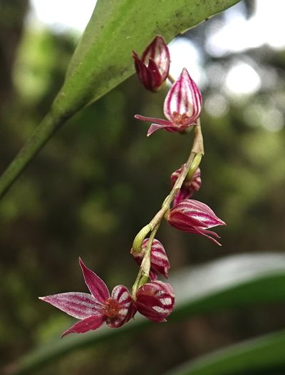 Pleurothallis lindenii, photographed by desertnaturalist