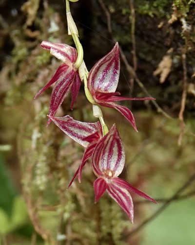 Pleurothallis lindenii, photographed by desertnaturalist