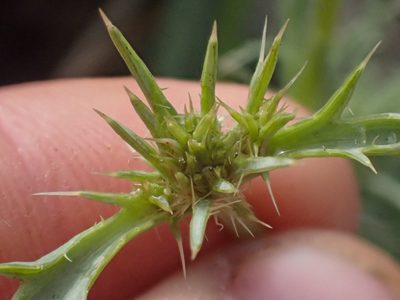 Eryngium mathiasiae, photographed by Trevor Van Loon