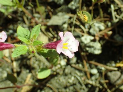 Diplacus torreyi, photographed by Steve Woodward