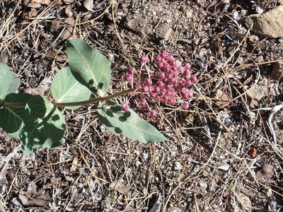Asclepias cordifolia, photographed by Steve Woodward