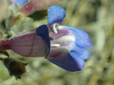 Penstemon laetus, photographed by Steve Woodward