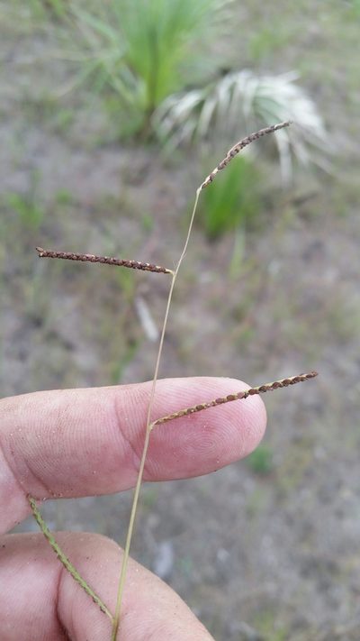 Paspalum blodgettii, photographed by Jay Horn