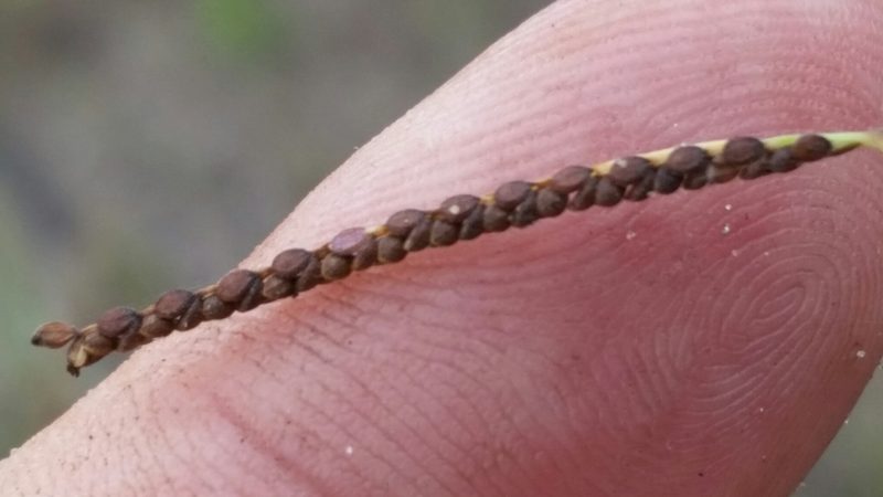 Paspalum blodgettii, photographed by Jay Horn