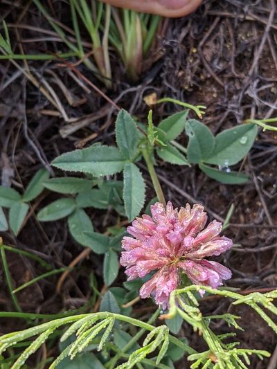 Trifolium beckwithii, photographed by Trevor Van Loon