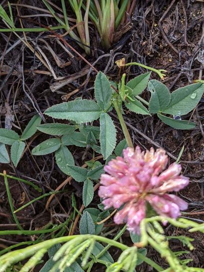 Trifolium beckwithii, photographed by Trevor Van Loon
