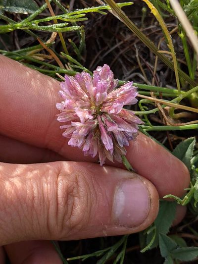 Trifolium beckwithii, photographed by Trevor Van Loon