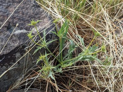 Eryngium mathiasiae, photographed by Trevor Van Loon