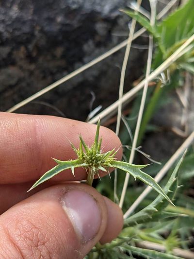 Eryngium mathiasiae, photographed by Trevor Van Loon