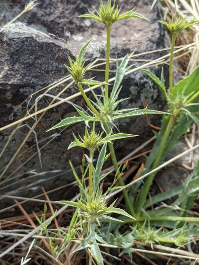 Eryngium mathiasiae, photographed by Trevor Van Loon