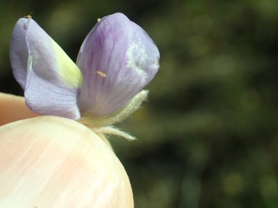 Lupinus grayi, photographed by Steve Woodward