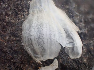 Allium lemmonii