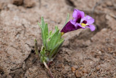 Diplacus tricolor, photographed by Trevor Van Loon