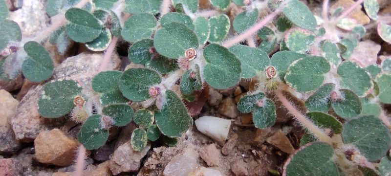 Euphorbia chamaesyce, photographed by Santiago Martín-Bravo