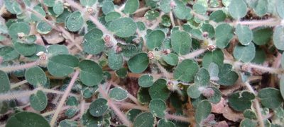 Euphorbia chamaesyce, photographed by Santiago Martín-Bravo