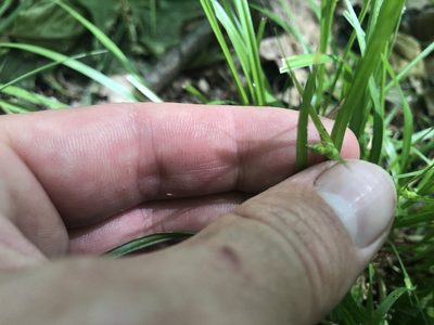Carex jamesii, photographed by Mike B