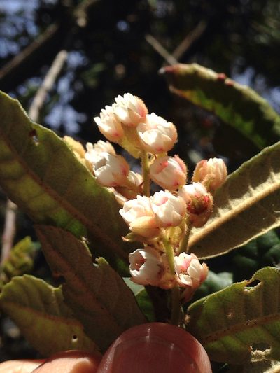 Elaeocarpus holopetalus, photographed by Ken-ichi Ueda