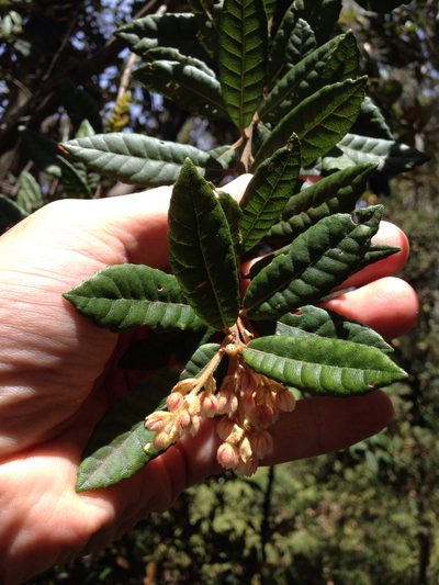 Elaeocarpus holopetalus, photographed by Ken-ichi Ueda