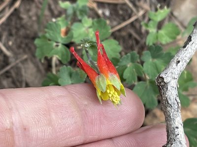 Aquilegia elegantula, photographed by CK2AZ