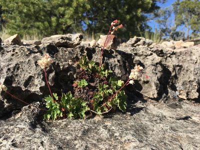 Heuchera hallii, photographed by Cecelia Alexander