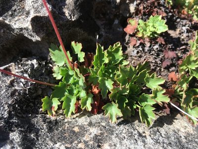Heuchera hallii, photographed by Cecelia Alexander