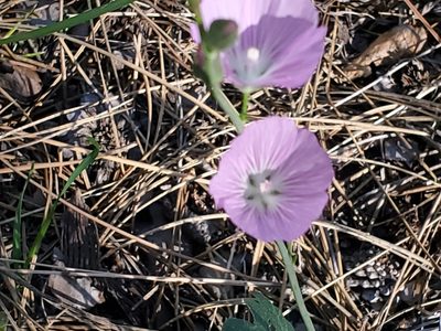 Sidalcea glaucescens, photographed by Craig Martin