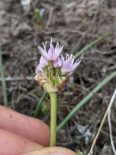 Allium lemmonii, photographed by Trevor Van Loon