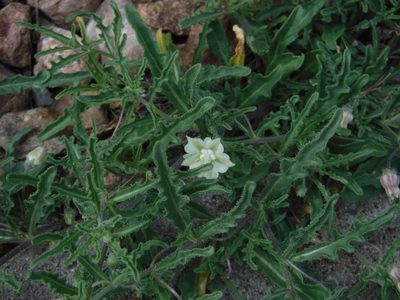 Chamaesaracha coronopus, photographed by Elliott Gordon