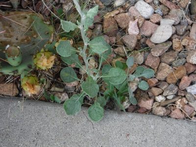Eriogonum polycladon, photographed by Elliott Gordon