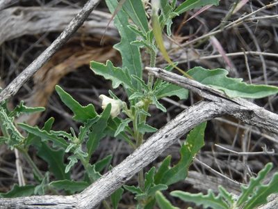Chamaesaracha coronopus, photographed by Elliott Gordon
