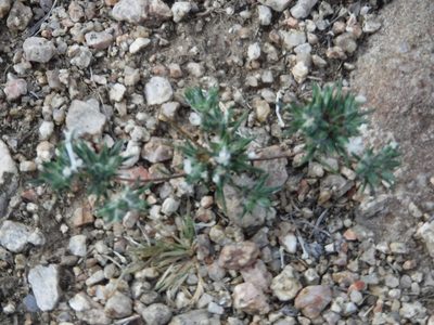 Eriastrum diffusum, photographed by Elliott Gordon