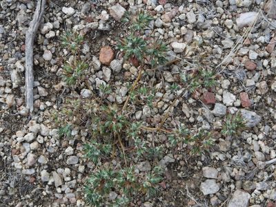 Eriastrum diffusum, photographed by Elliott Gordon