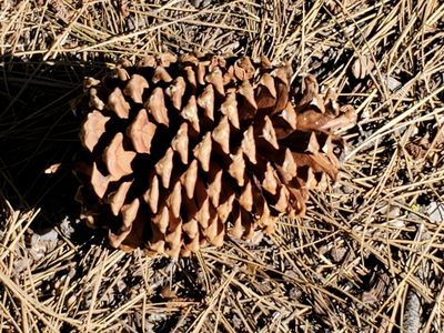 Pinus jeffreyi, photographed by Craig Martin